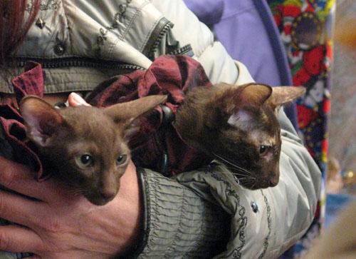 kats 026