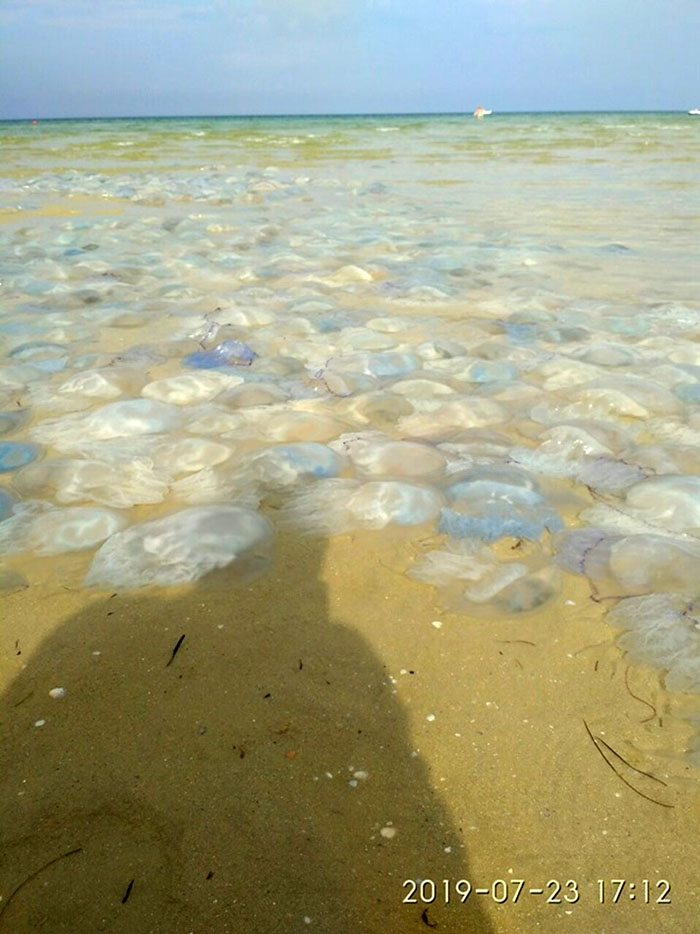 meduza3