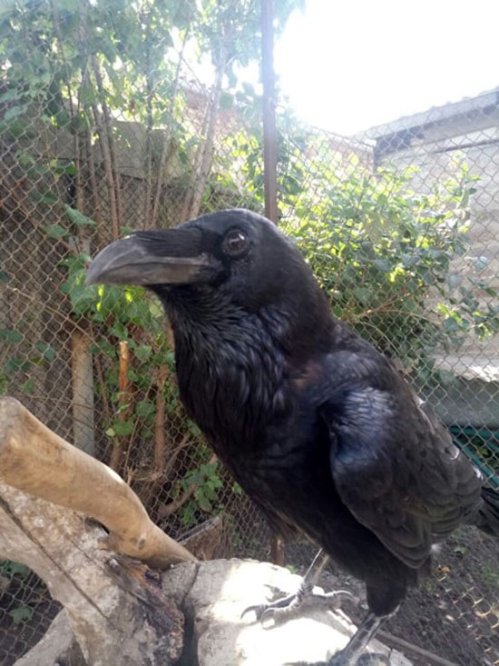 zoo1