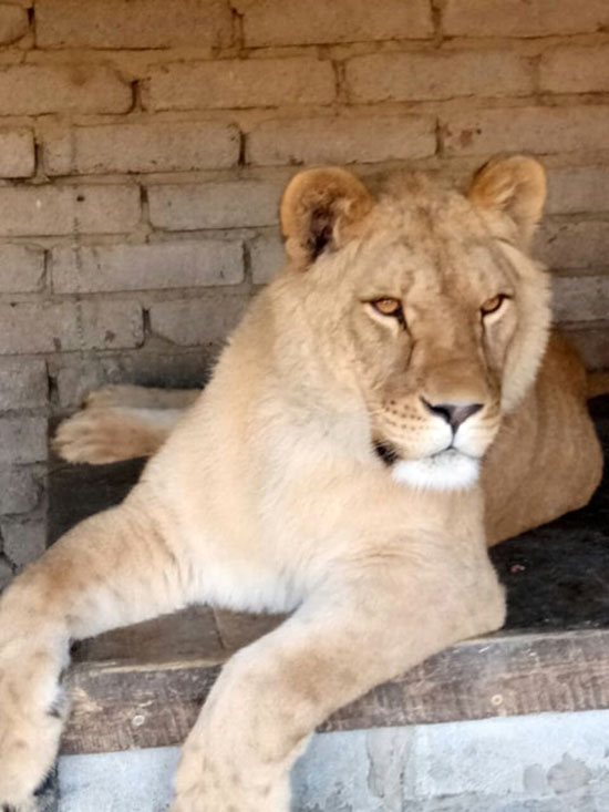 zoo2
