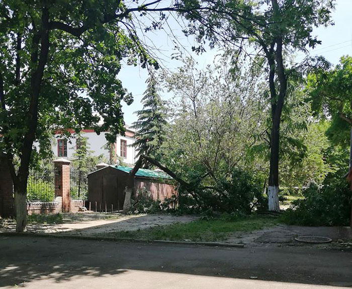 derevo6
