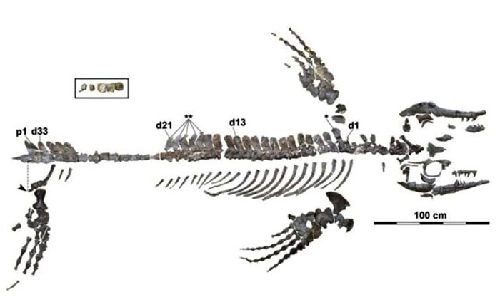 drakon2