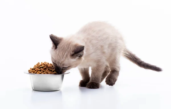 Чому варто віддати перевагу корму для котів ProPlan 