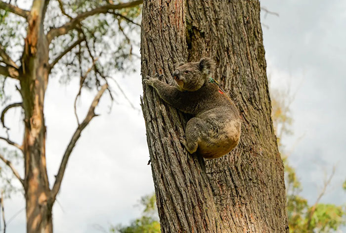 koala2