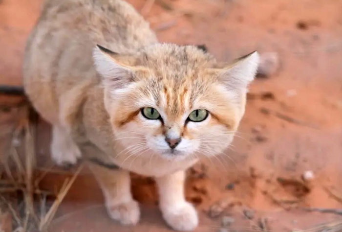 images/stories/2026/07/cats2.jpg